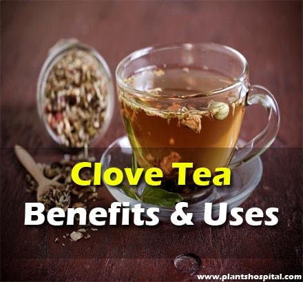 5 Reasons Why Clove Tea Beats Green Tea: The Ancient Remedy That’s Making a Comeback for Busy People